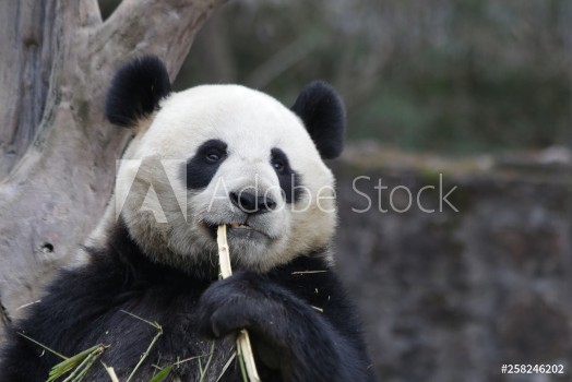 Image de Close up Panda Eats Bamboo Leaves China